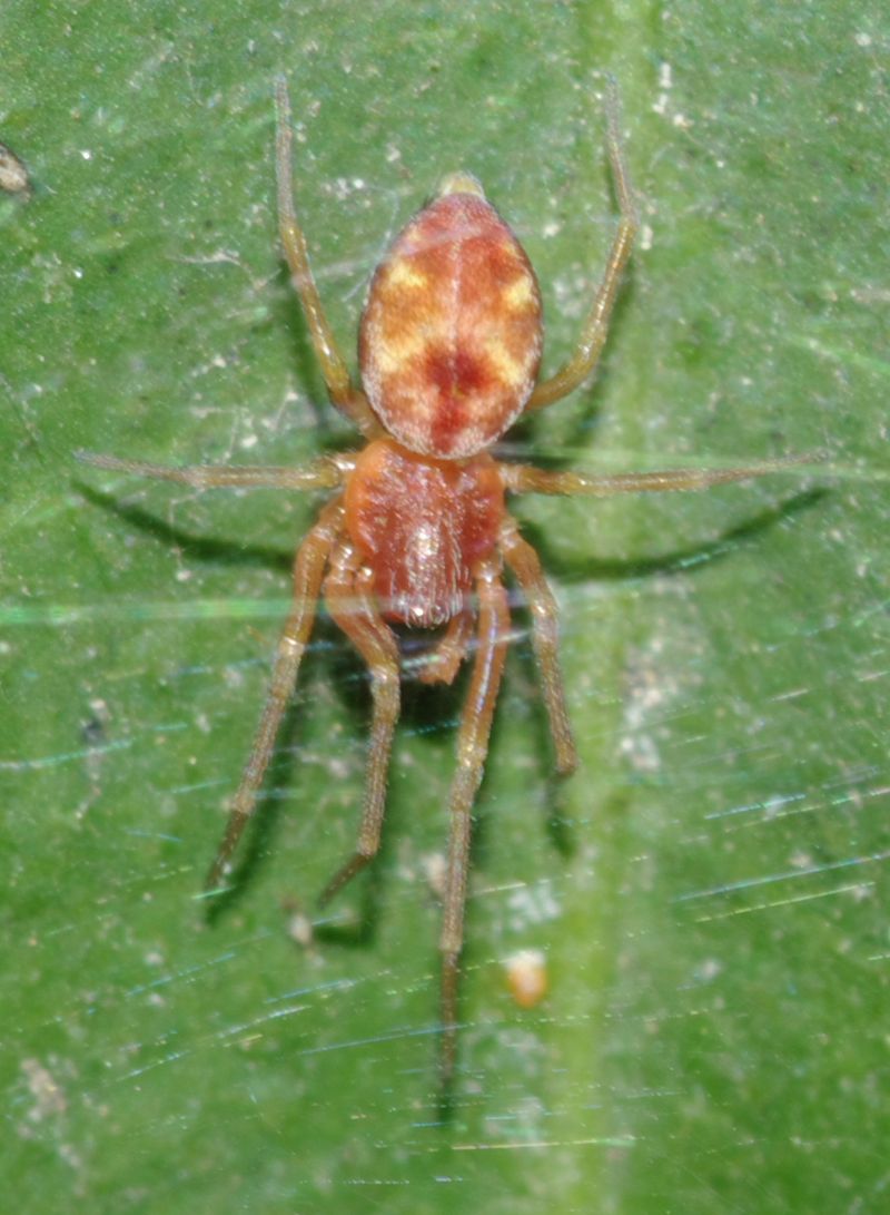 Maschi di Nigma sp. - Arcavacata di Rende (CS)
